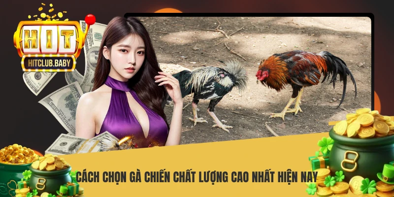 Cách chọn gà chiến chất lượng cao nhất hiện nay