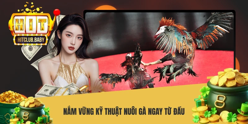 Nắm vững kỹ thuật nuôi gà ngay từ đầu