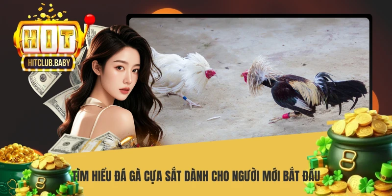 Tìm hiểu đá gà cựa sắt dành cho người mới bắt đầu